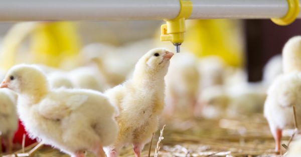 chickens in a hen house with water provided by Brockhouse Well & Pump placement
